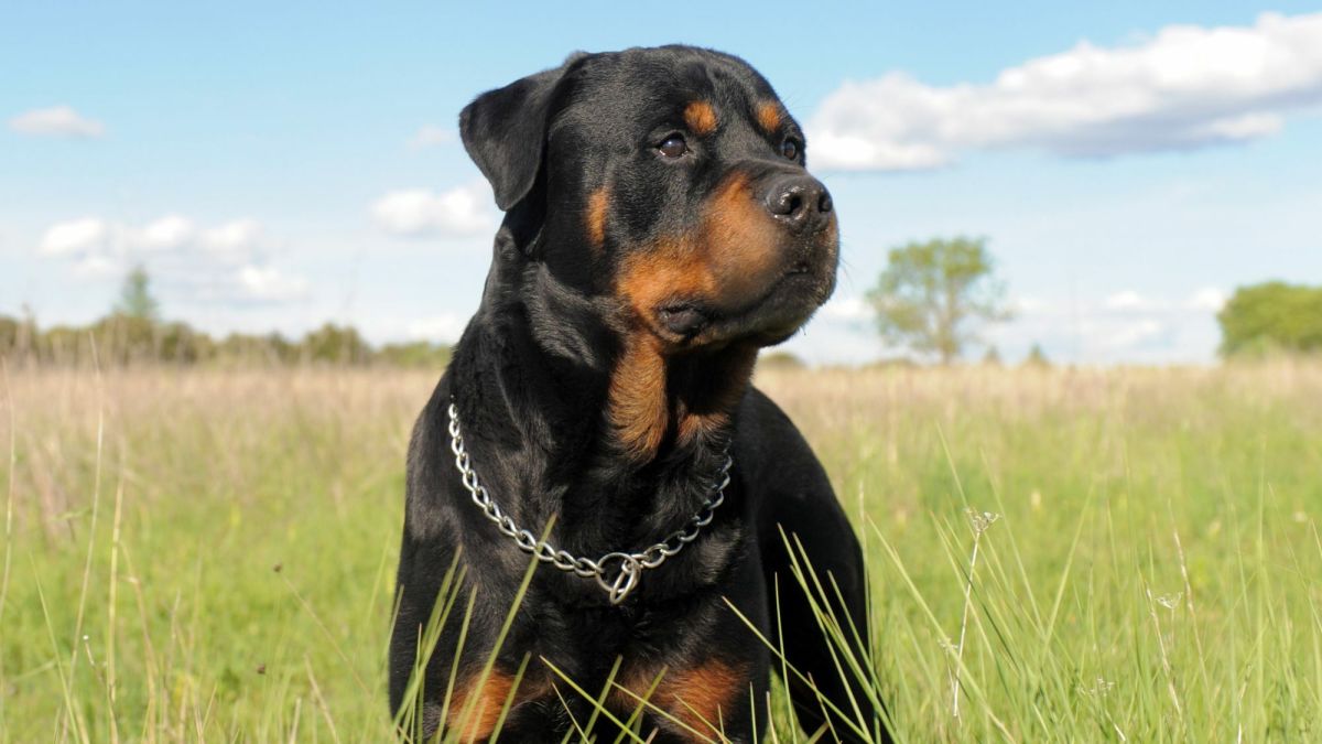 How many cups of food should a rottweiler clearance eat