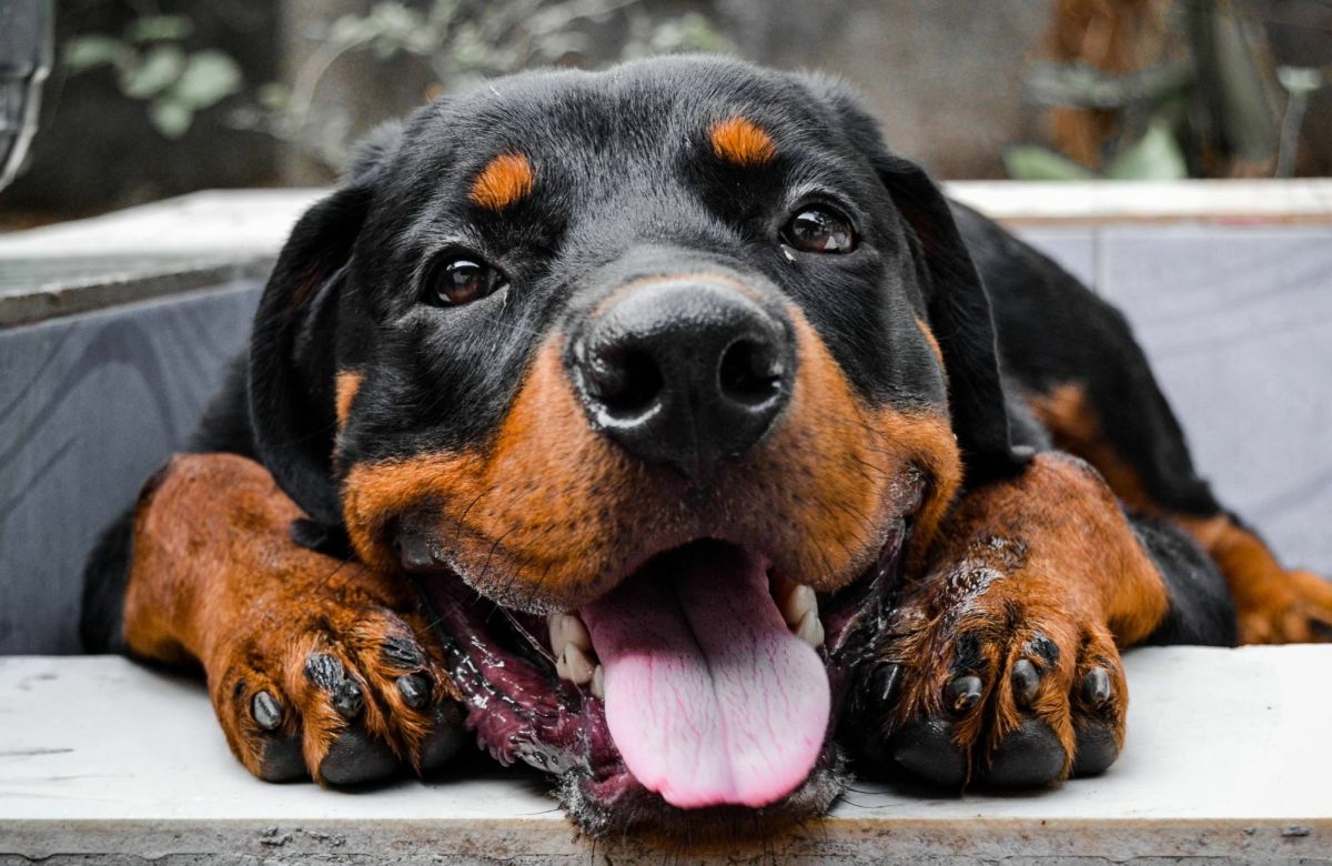 The Ultimate Guide to Rottweilers: Breed Information, Training Tips ...