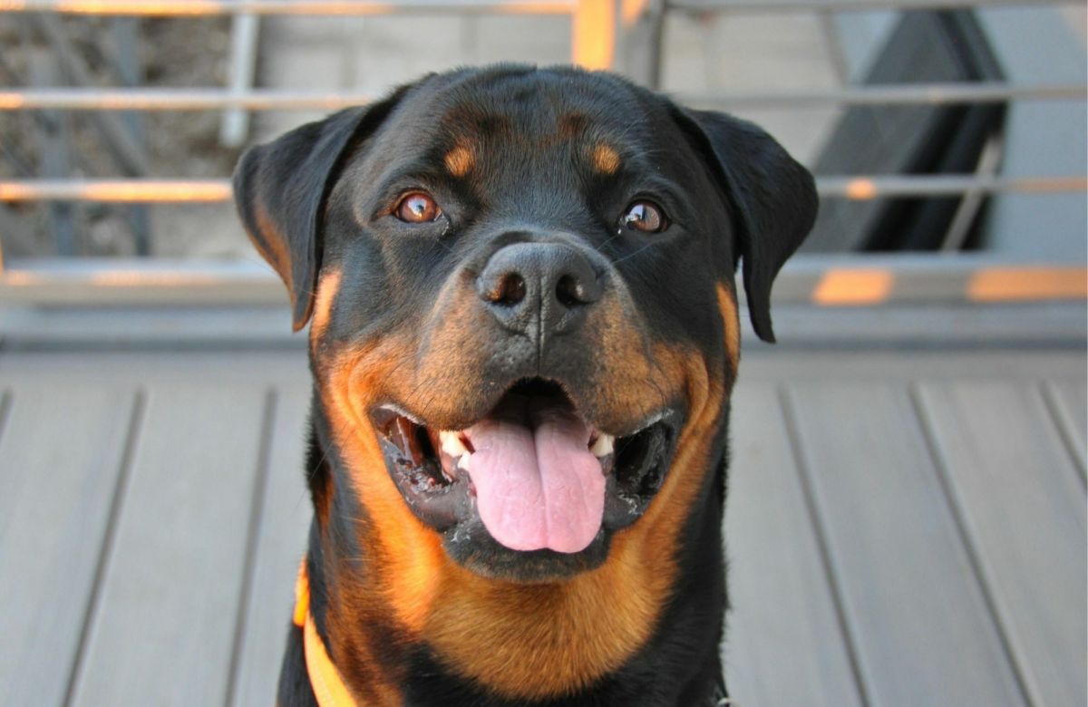 The Ultimate Guide to Rottweilers: Breed Information, Training Tips ...