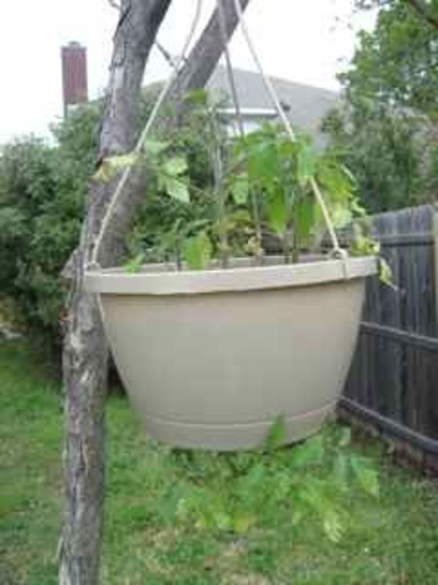 Hanging Tomato Planters - HubPages