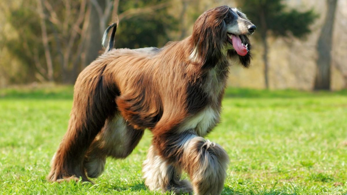25 Worst Dog Breeds for Seniors