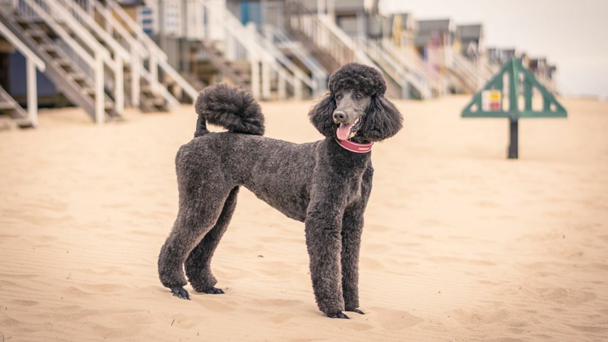 Standard Poodles Exploring the Intelligence and Energy of This Popular