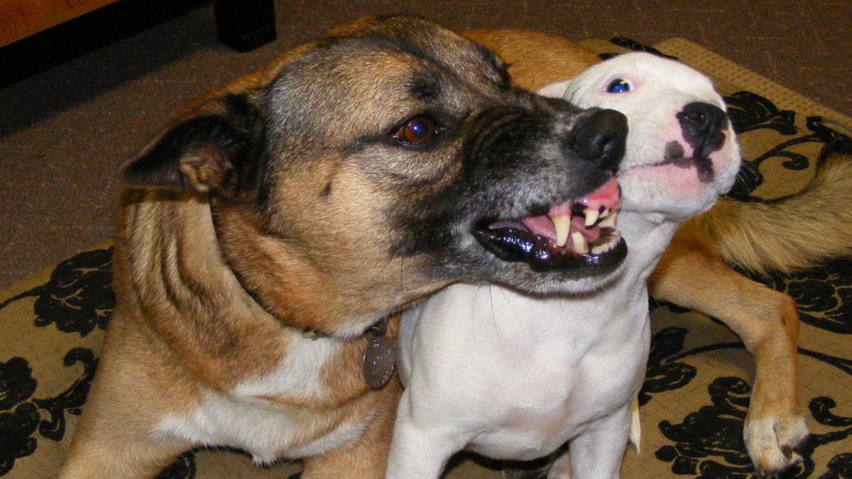 Why Is My New Dog Growling at My Younger Dog?