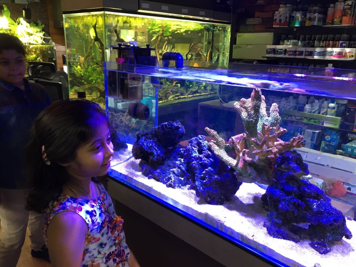 Exploring the Fascination of Aquariums Through the Eyes of Children