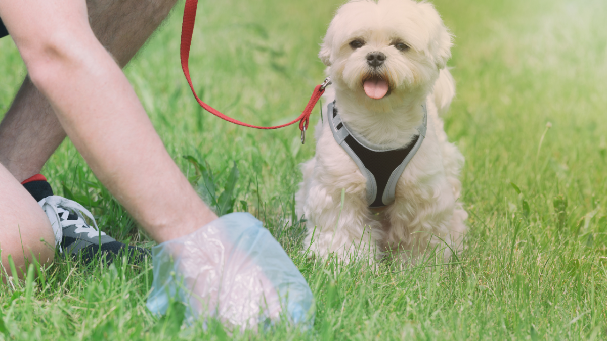 The Different Types of Dog Poop The Bristol Chart for Dogs PetHelpful