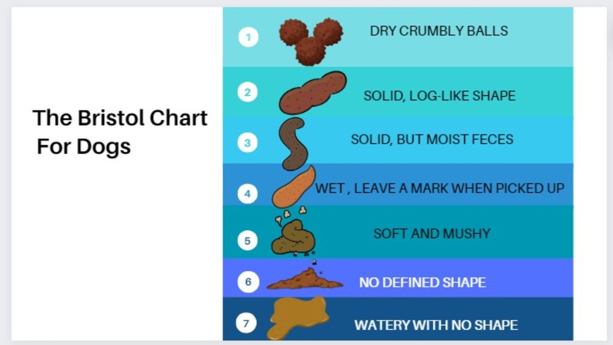 Dog Poop Color Chart, What's Normal?