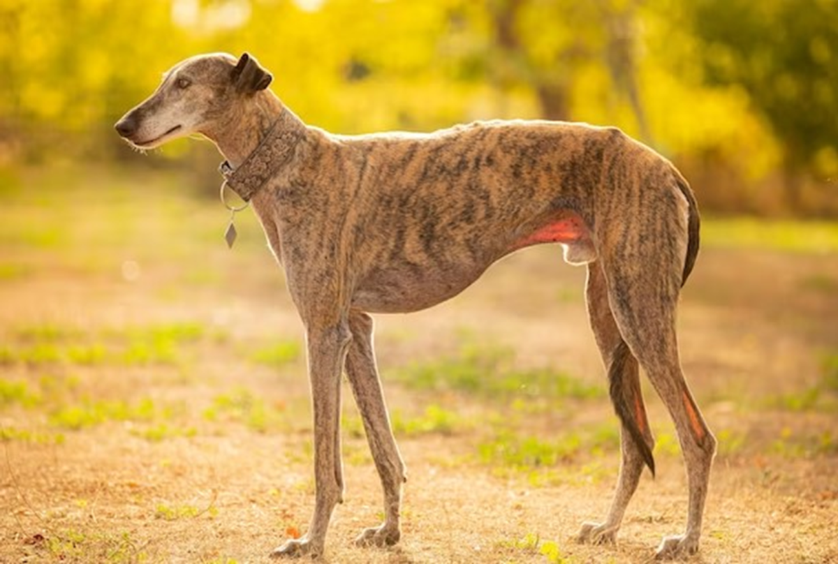 15 Dogs That Look Like Greyhounds 