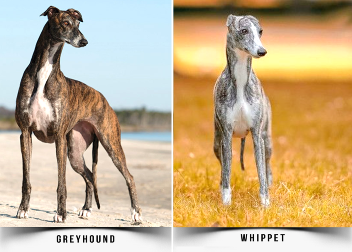 Dogs that store look like greyhounds