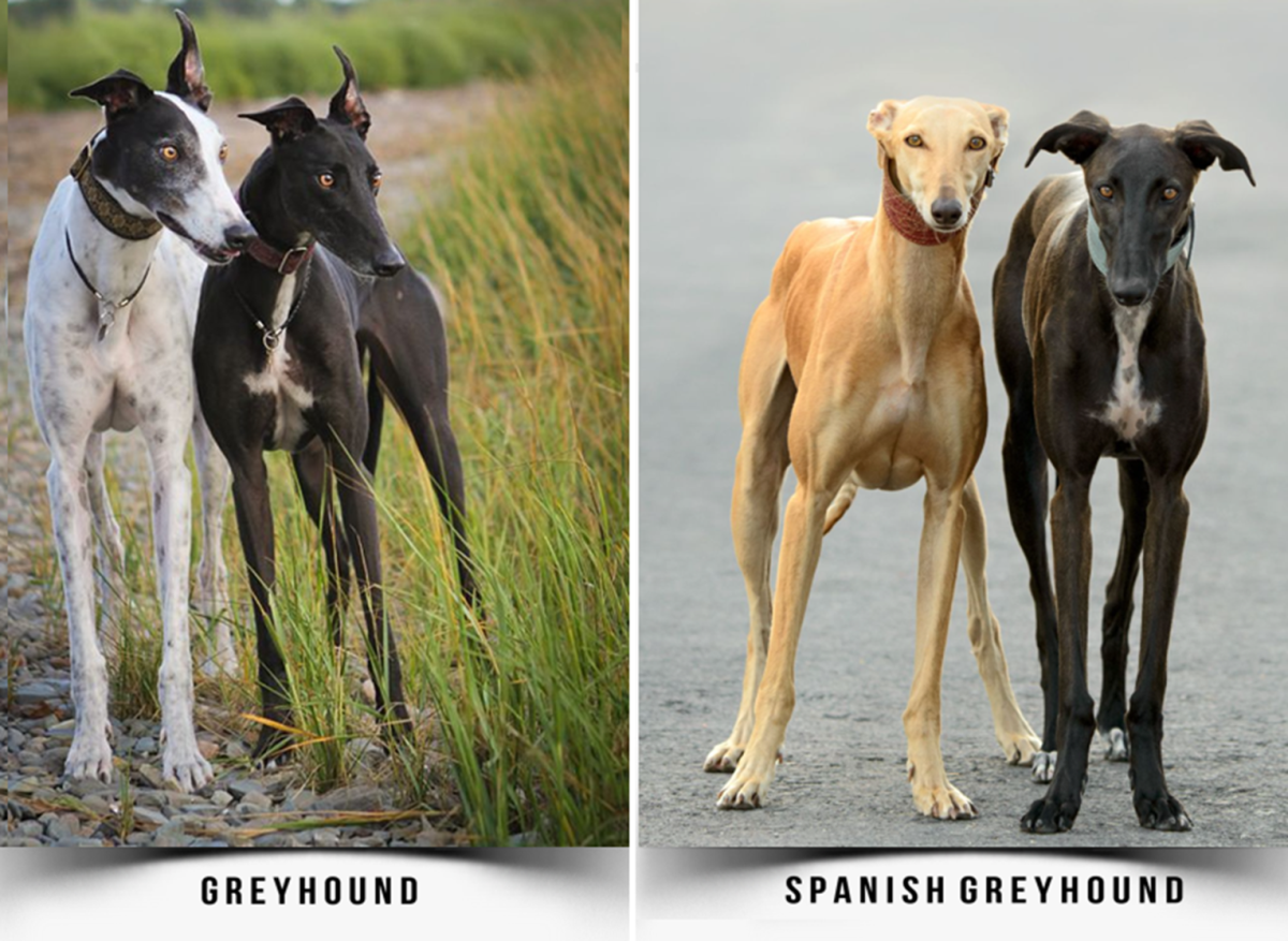 Dogs that look cheap like greyhounds