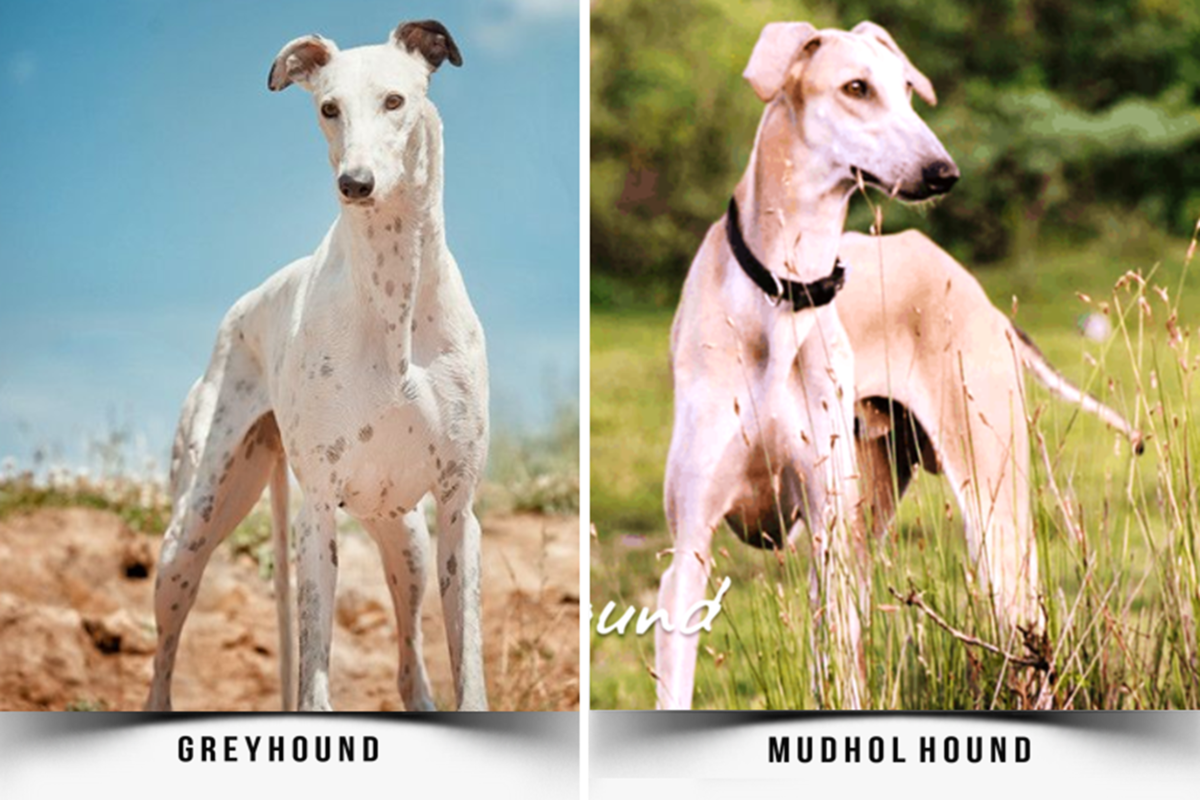 Dogs sales like greyhounds