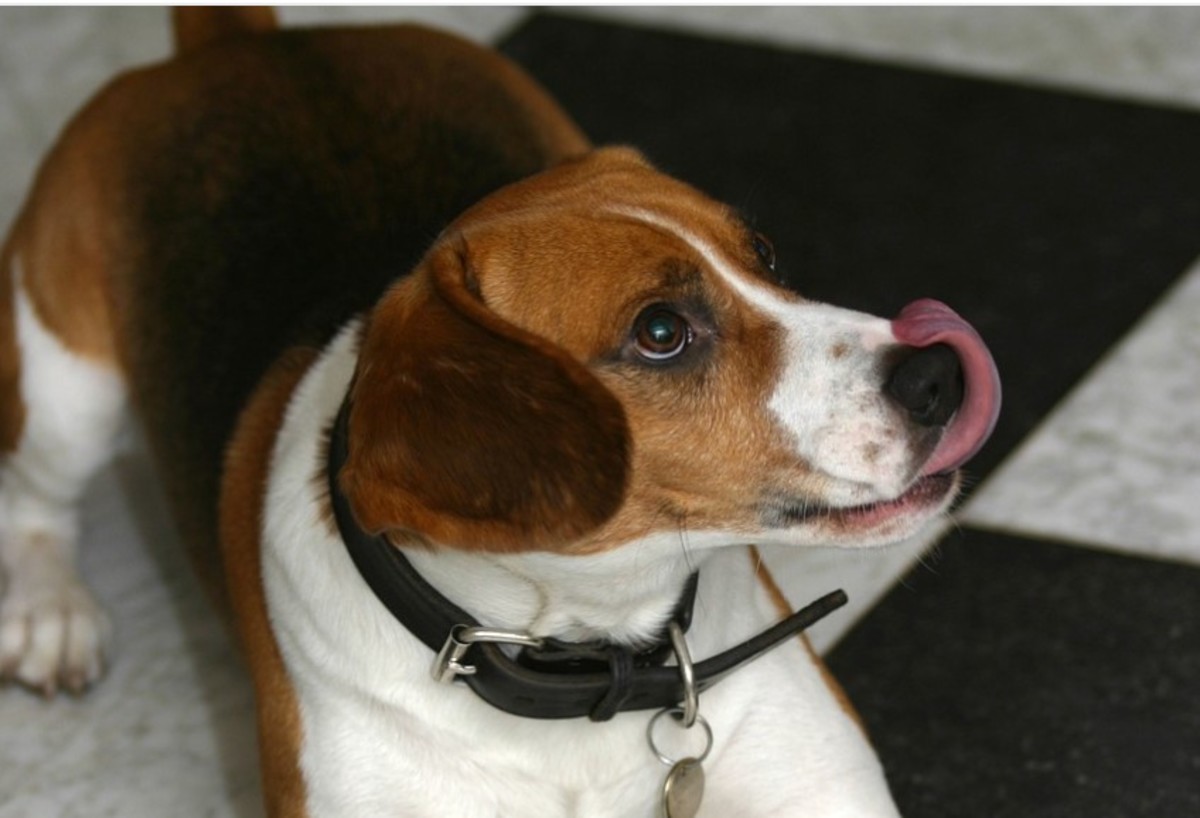 My Dog Has Hiccups & Keeps Licking the Floor What Is Going On