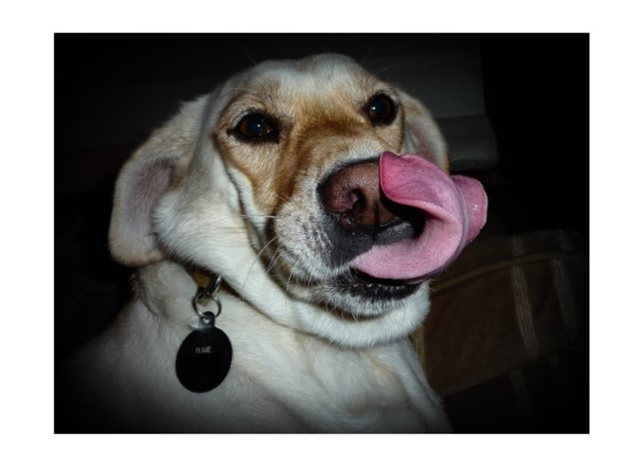 My Dog Has Hiccups & Keeps Licking the Floor What Is Going On