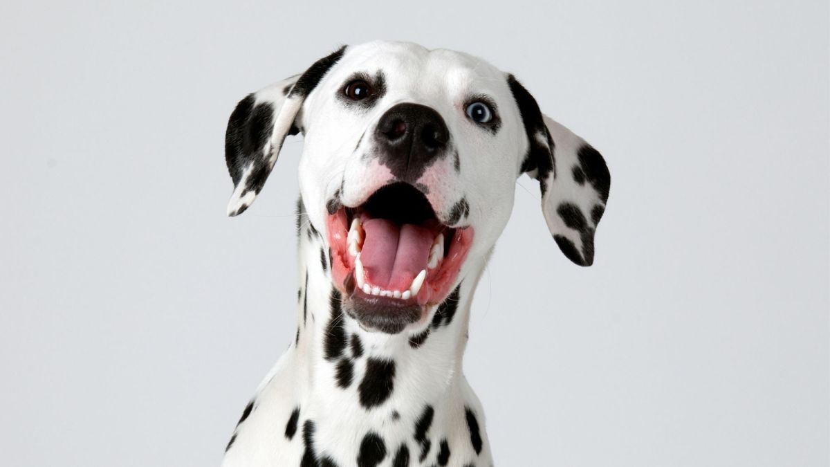 Dalmatian store training guide