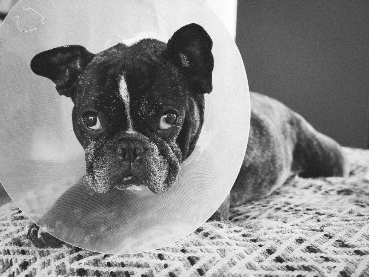 Dog Constipation After Surgery: 7 Tips for Relief
