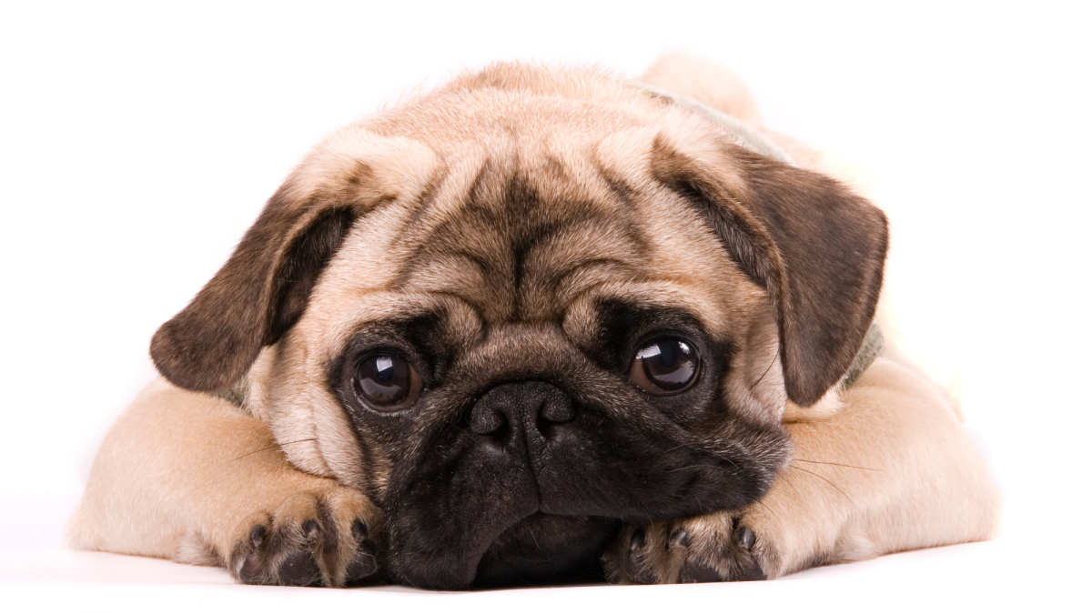 Understanding the Pug: A Comprehensive Guide to This Toy Breed