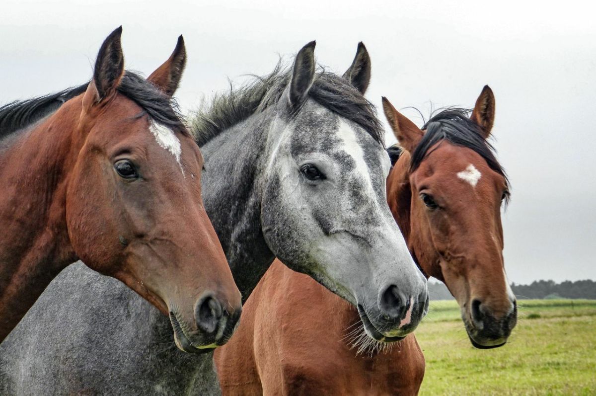 25 Horse Sayings, Expressions, and Idioms Explained