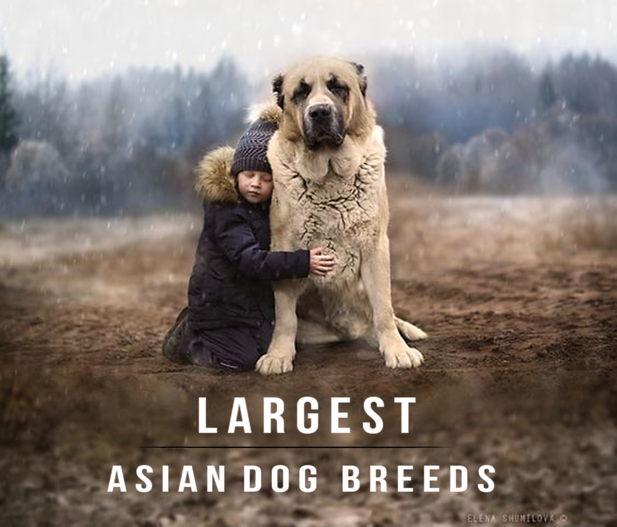 The 11 Largest Dogs From Asian Countries