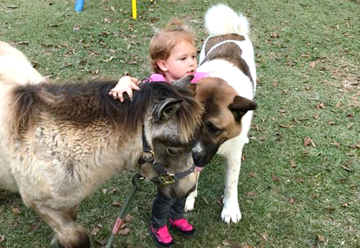 The 11 Largest Dogs From Asian Countries - HubPages