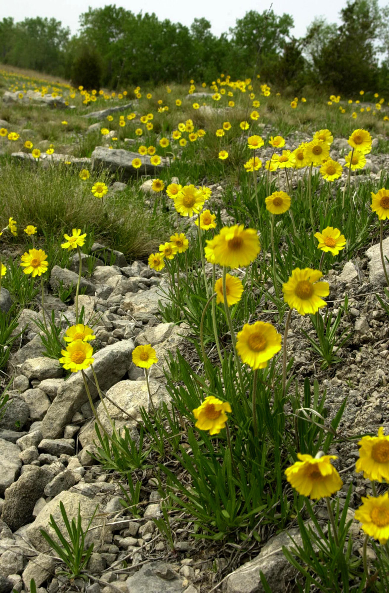 Michigan's Endangered Species - Owlcation