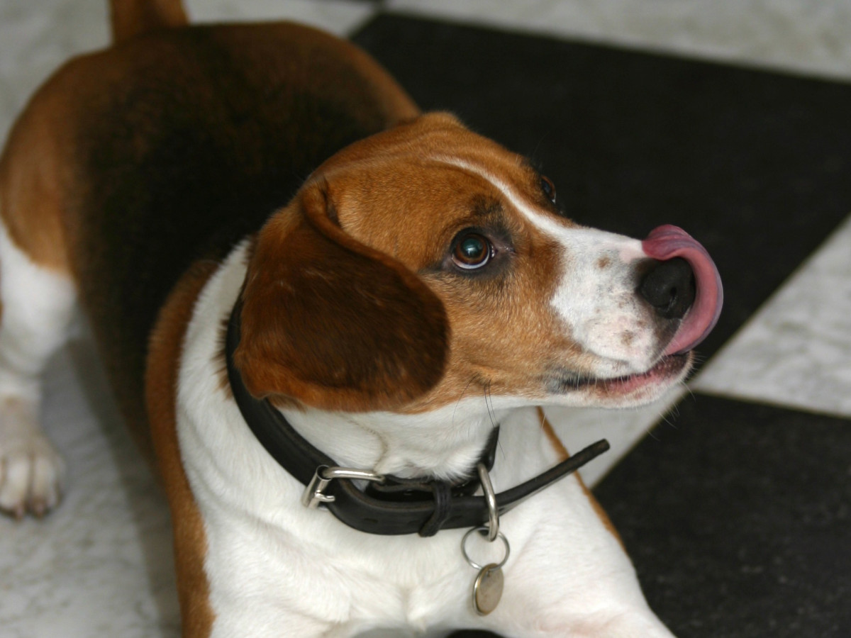 Can Dogs Eat Sauerkraut? Health Benefits and Safety Tips PetHelpful