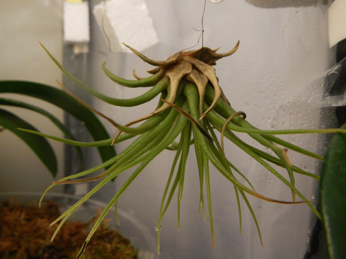 Tillandsia Brachycalous Multiflora.  You see the dry tips and browning leaves?  Another water and light problem.  I've increased humidity by 20% for them.  Over two days I've noticed a difference.