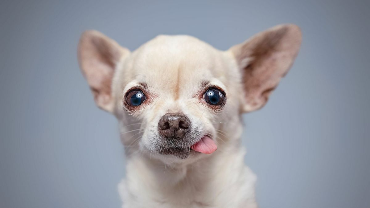 The Chihuahua: A Guide for Owners
