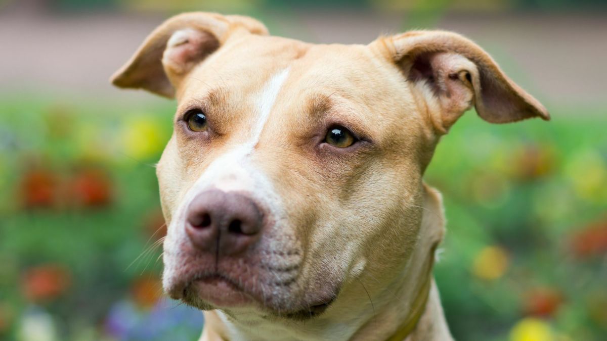 The American Pit Bull Terrier: A Guide for Owners