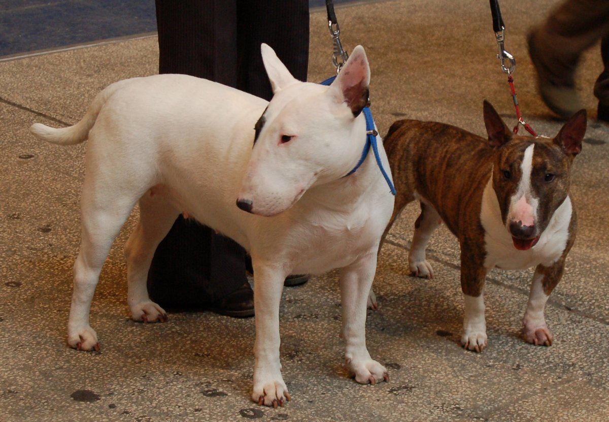 Bull Terriers Loyal Companions With a Unique Personality PetHelpful