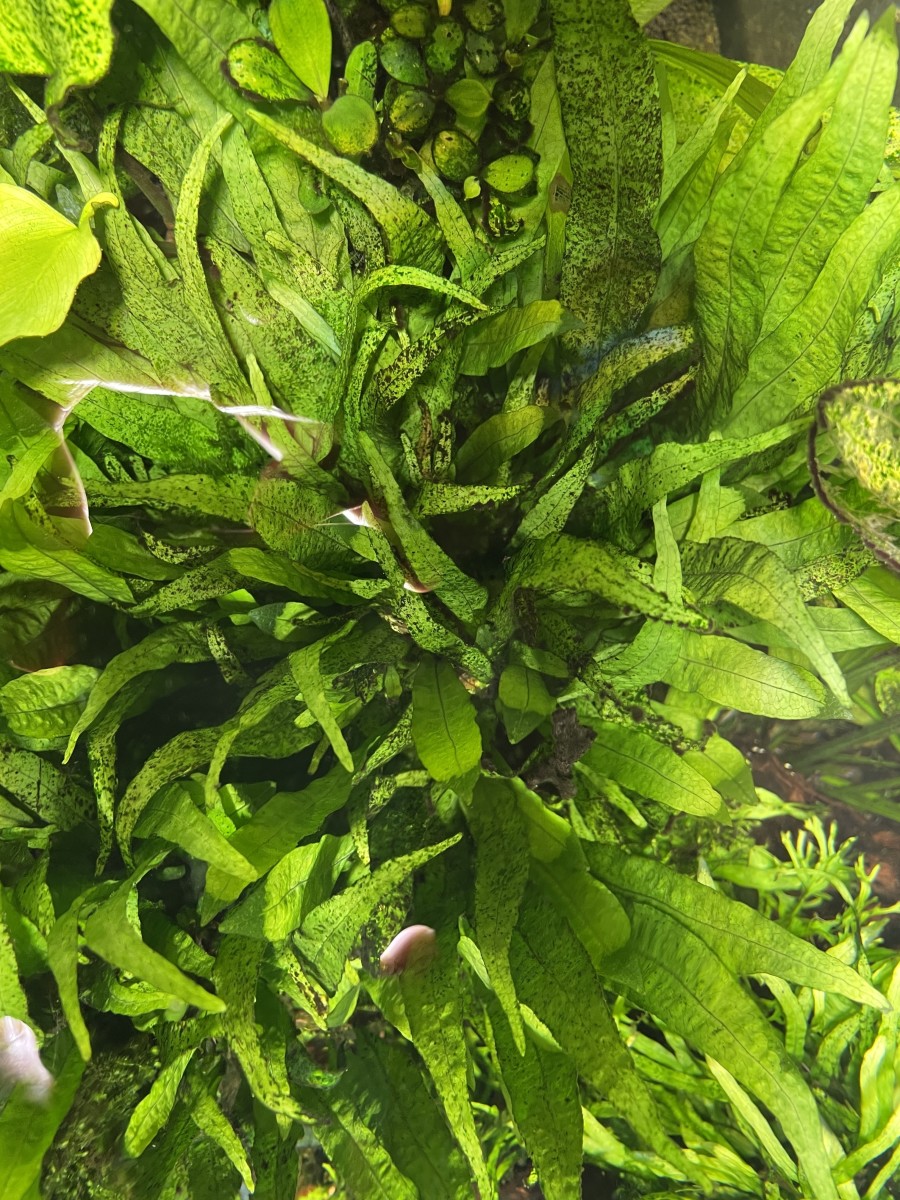 Illustrated Guide to the Top 5 Aquatic Ferns - HubPages