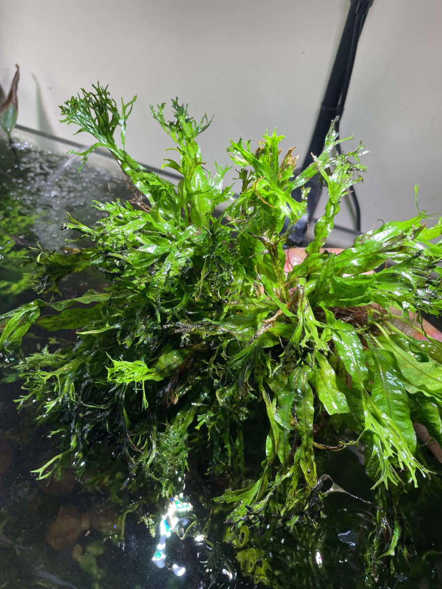 Illustrated Guide to the Top 5 Aquatic Ferns - HubPages