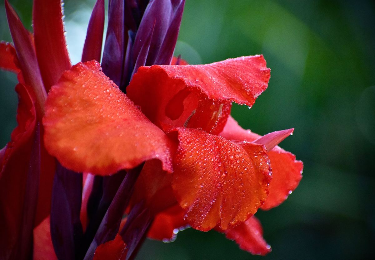 How Can I Overwinter a Canna Lily in Cold Climates?