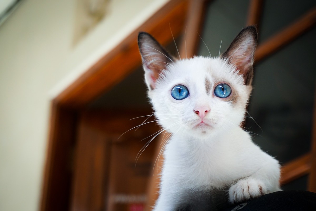 95 Names for Cats With Big Eyes - PetHelpful