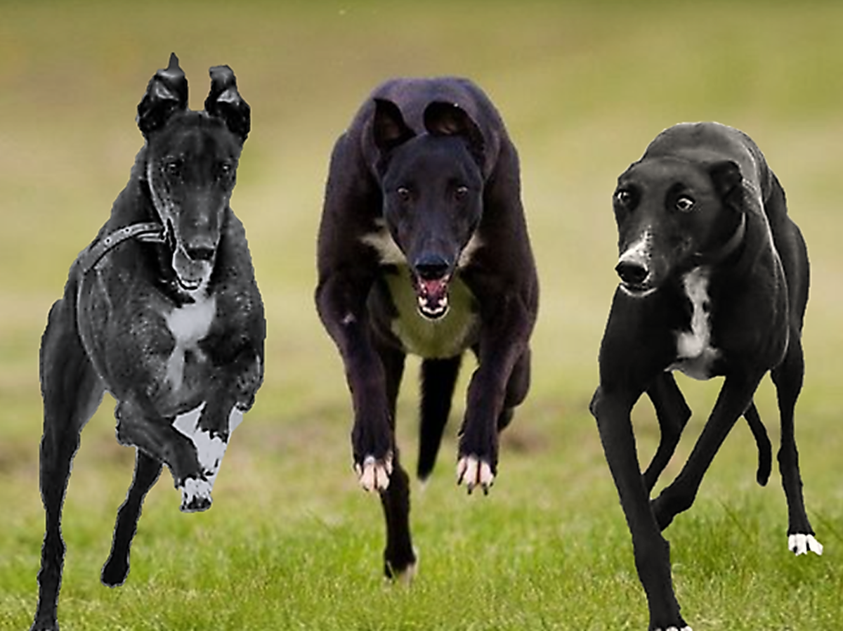 poodle greyhound mix