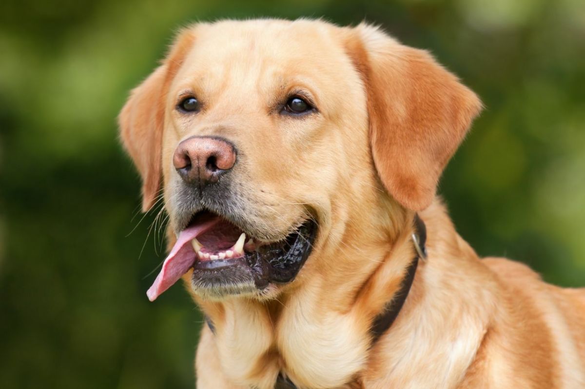 Golden Smart Dog Xxx Video - The Labrador Retriever: History, Facts, and Information - PetHelpful
