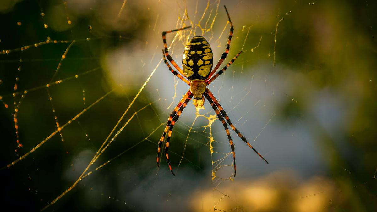 Filipino Stories: The Legend of the Spider
