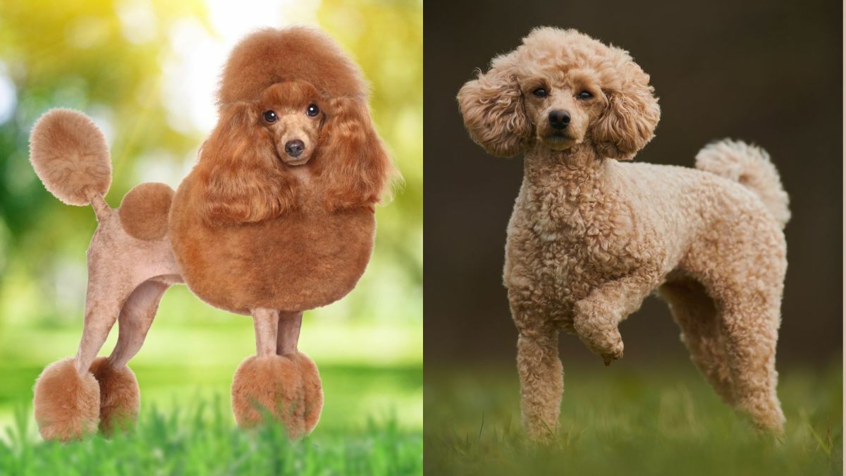 The Super Smart Toy Poodle A Small Dog