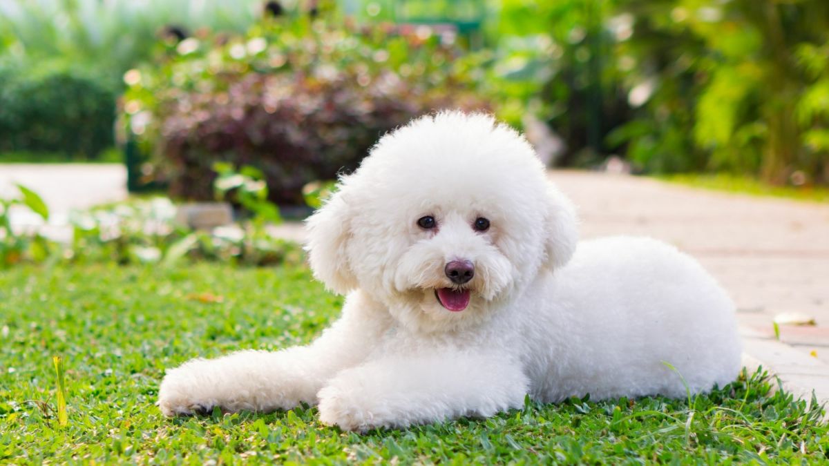 Toy Poodle: Everything to Know About Toy Poodles