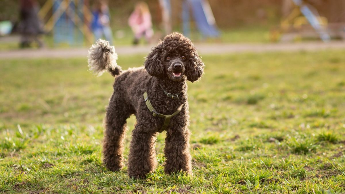 The Super Smart Toy Poodle: A Small Dog With a Big Personality - PetHelpful