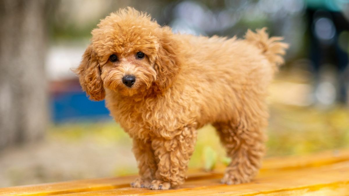 The Super Smart Toy Poodle: A Small Dog With a Big Personality - PetHelpful