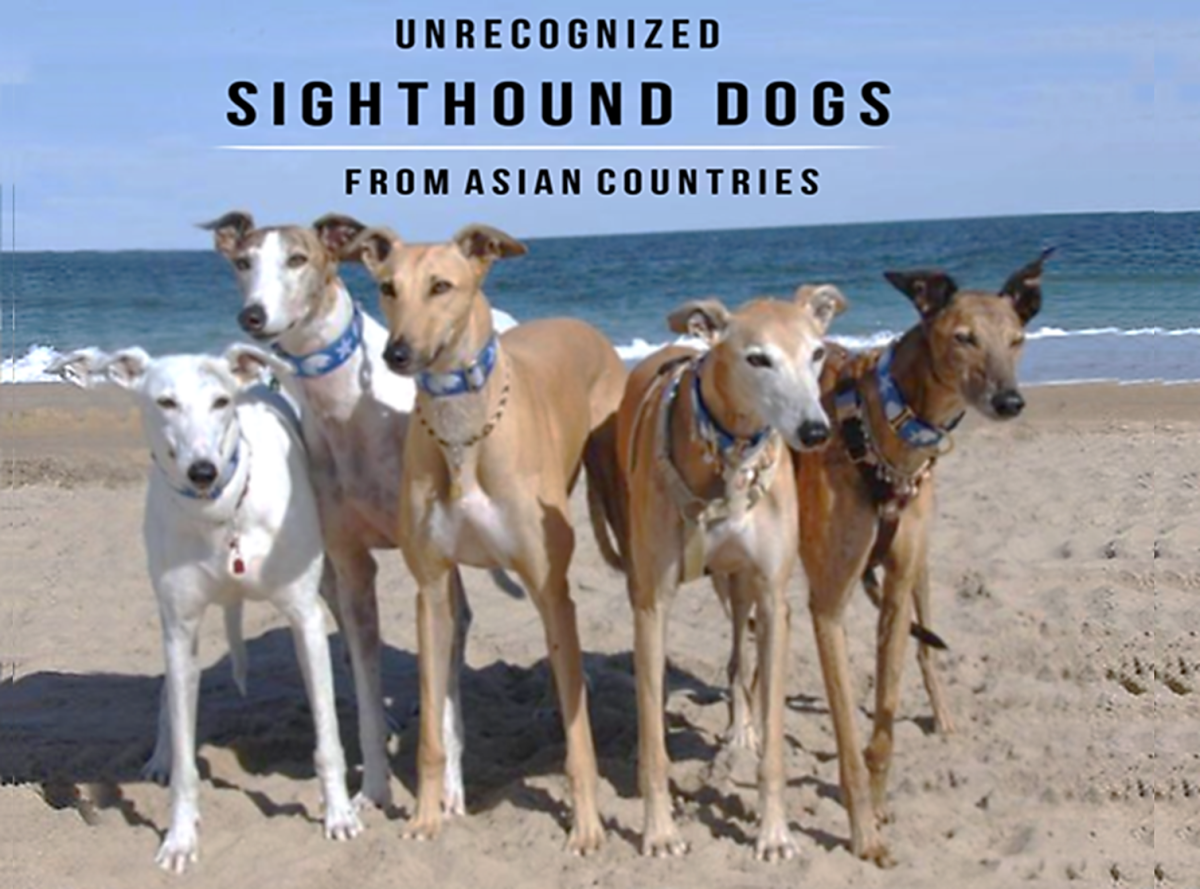 11 Unrecognized and Rare Sighthound Dogs From Asian Countries
