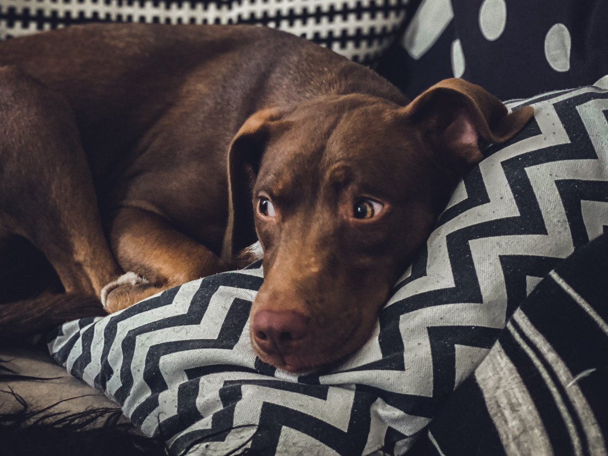 How to Keep Your Dog Off the Couch: 7 Genius Tricks