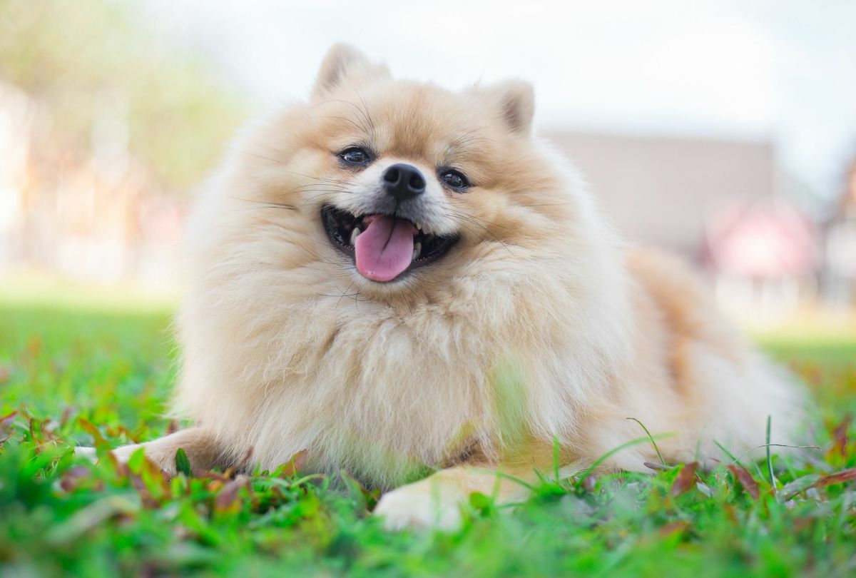 Pomeranian (Pom): Dog Breed Characteristics & Care