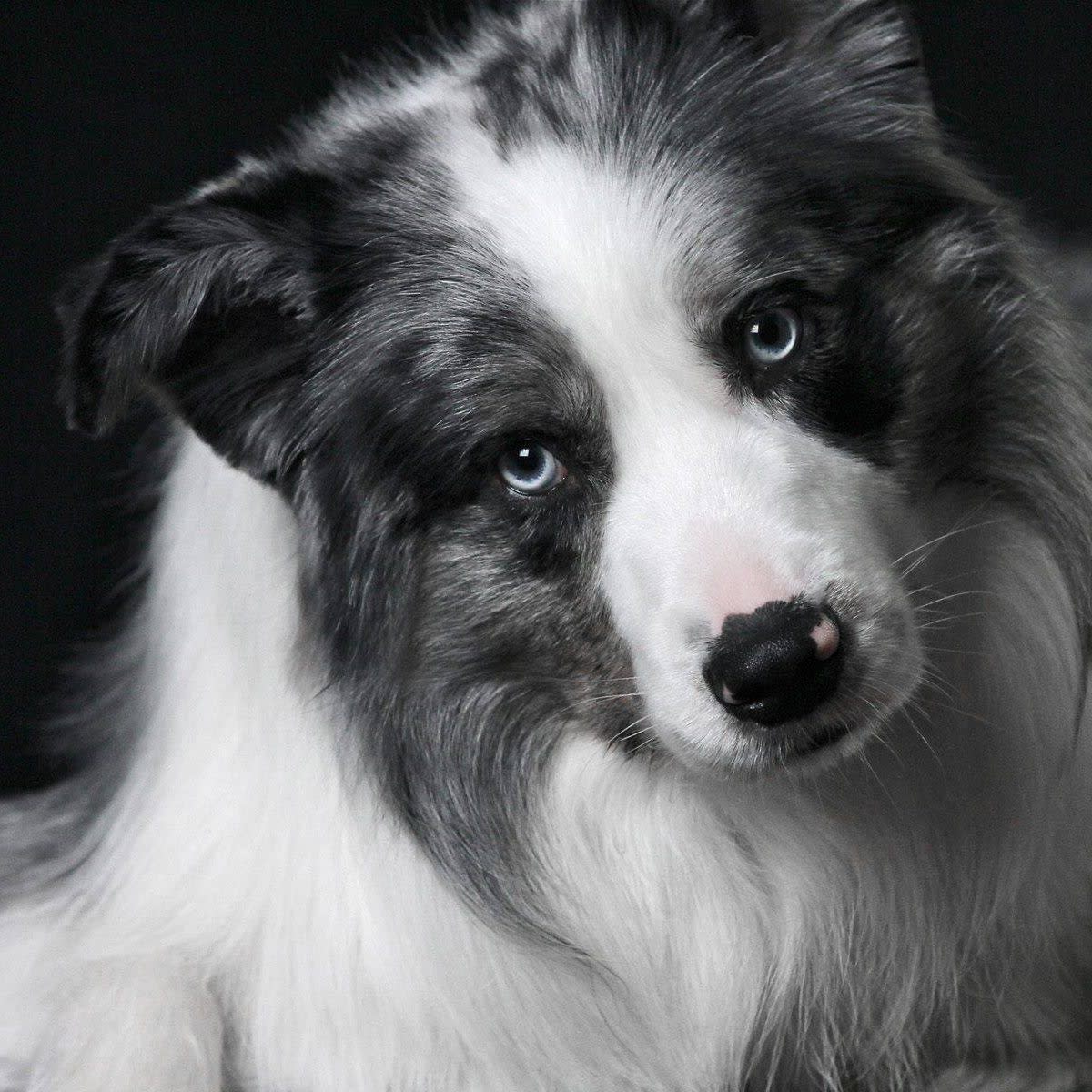 301+ Unique Names for Dogs With Blue Eyes