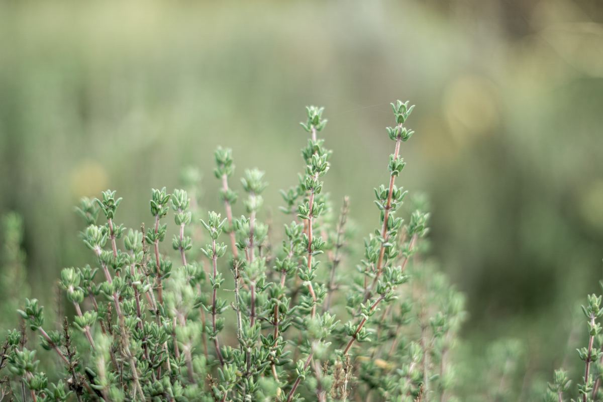 8 Ways to Use Thyme in Witchcraft
