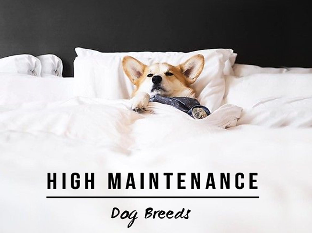 Top 15 High Maintenance Dog Breeds