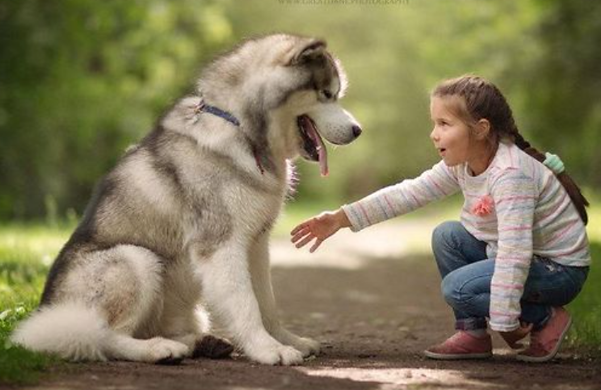 Top 15 High Maintenance Dog Breeds HubPages