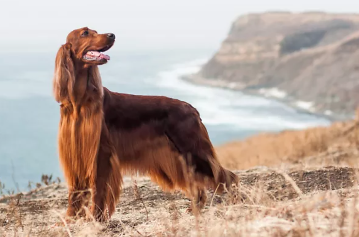 Top 15 High Maintenance Dog Breeds HubPages