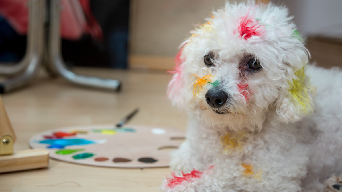What Colors Do Dogs See? How Color Impacts Your Dog's Behavior