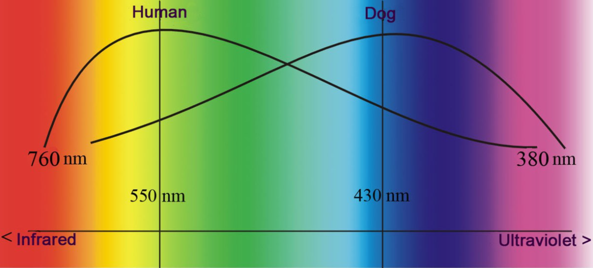 Dog Color Vision Spectrum