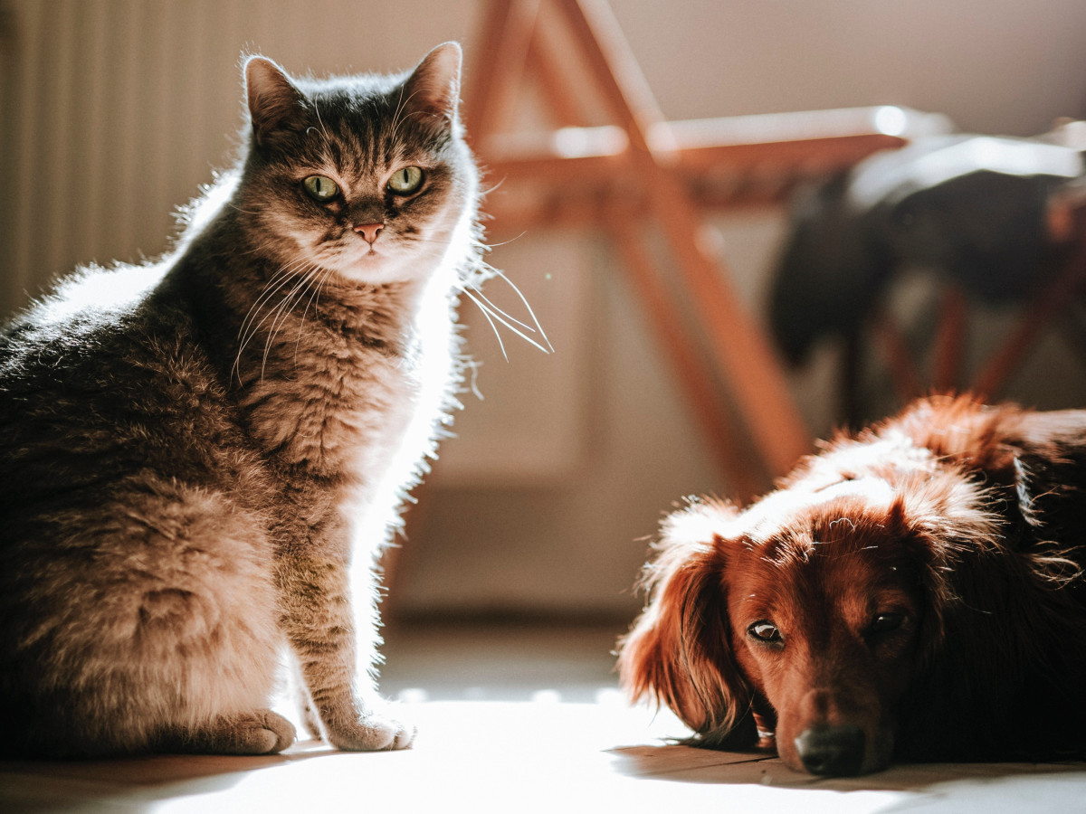 How to Keep Your Dog From Eating Cat Food (And Why)